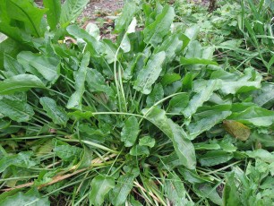 Kultursauerampfer, Rumex acetosa