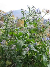 Borretsch, Borago officinalis