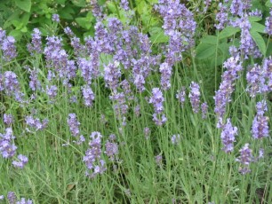 Lavendel, Lavandula officinalis