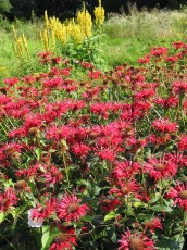 Goldmelisse, Monarda didyma