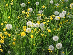 Löwenzahn, Taraxacum officinale