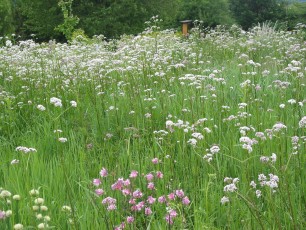 Baldrian, Valeriana officinalis
