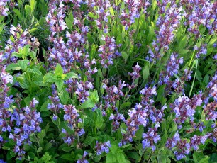 Salbei, Gartensalbei, Salvia officinalis