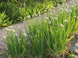 Winterheckezwiebel, Allium fistulosum