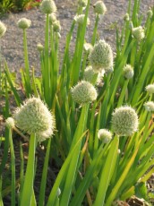 Winterheckezwiebel, Allium fistulosum