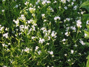 Lein, Linum usitatissimum