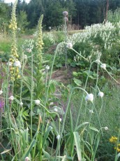 Schlangenknoblauch, Allium sativum ssp. oriophorum