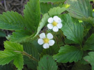 Walderdbeere, Fragaria vesca