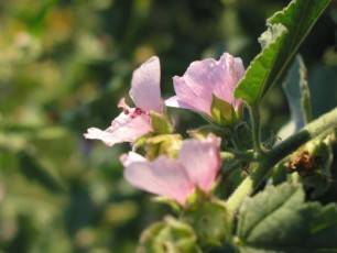 Eibisch, Althaea officinalis