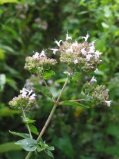 Dost, Origanum vulgare