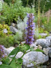Anisminze, Agastache foeniculum