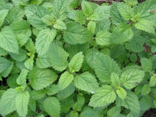 Zitronenmelisse, Melissa officinalis