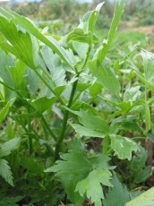 Liebstöckel, Levisticum officinale