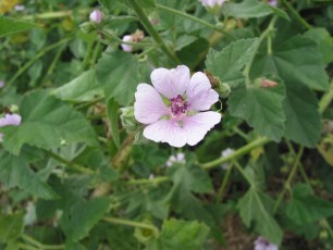 Eibisch, Althaea officinalis