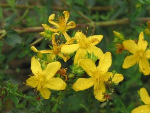 Echtes Johanniskraut,Hypericum perforatum