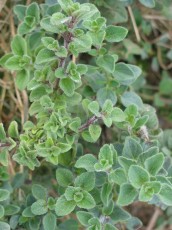 Kretischer Oregano, Origanum vulgare var. heracleotidum