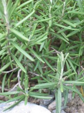 Rosmarin, Rosmarinus officinalis