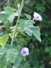 Eibisch, Althaea officinalis