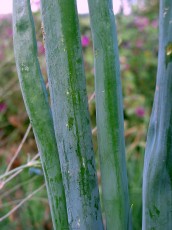 Winterheckezwiebel, Alliumm fistulosum