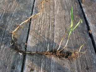 Quecke, Agropyron repens