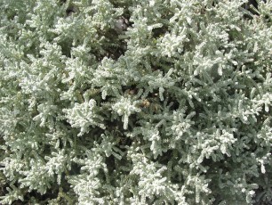 Heiligenkraut, Helichrysum angustifolium