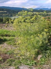 Gewürzfenchel, Foeniculum vulgare