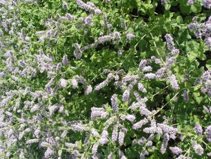 Apfelminze, Mentha suaveolens