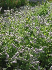Apfelminze, Mentha suaveolens