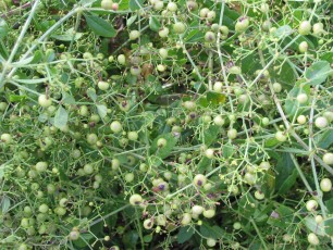 Krapp, Krappwurzel, Rubia tinctoria