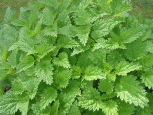 Brennnessel, Urtica urica