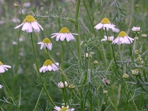 Echte Kamille, Chamomilla recutita