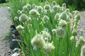 Winterheckezwiebel, Allium fistulosum