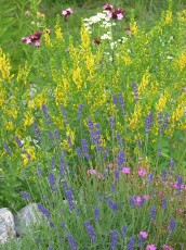 Färberginster und Lavendel