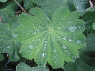 Frauenmantel, Alchemilla vulgaris