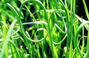 Schlangenknoblauch, Allium sativum ssp. oriophorum