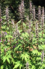 Herzgespann, Leonurus cardiaca