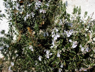 Rosmarin, Rosmarinus officinalis