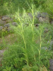 Gewürzfenchel, Foeniculum vulgare