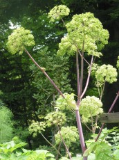 Engelwurz, Angelica archangelica