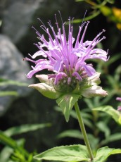 Pfefferkraut, Oswego-Kraut, Monarda fistulosa