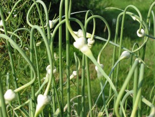 Schlangenknoblauch, Allim sativum ssp. oriophorum