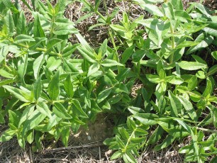 Krapp, Krappwurzel, Rubia tinctoria