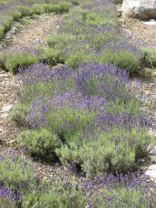 Lavendel, Lavandula officinalis