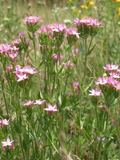 Tausendguldenkraut, Centaurium erythraea