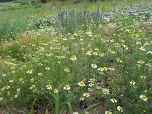 Echte Kamille, Matricaria chamomillae