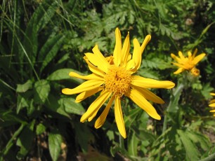 Arnika, Arnica montana