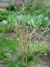 Petersilie, Petroselinum crispum