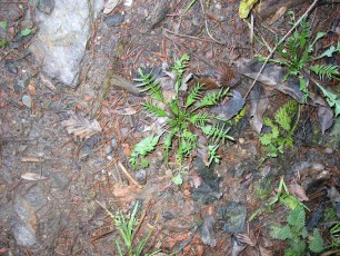 Hirtentäschelkraut, Capsella bursa-pastoris
