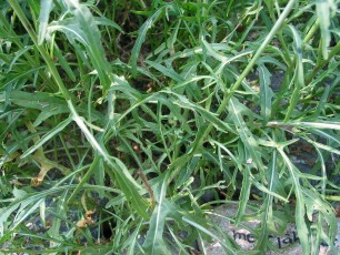 Mehrjährige Rauke, Dipsotaxis tenuifolia