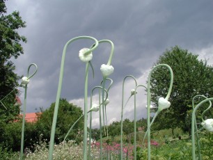 Schlangenknoblauch, Allium sativum ssp. oriophorum